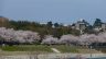 桜の季節目前ですね♪
